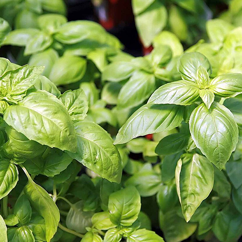Basil commodity image