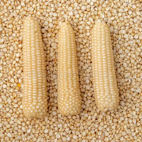 Maize — feedstock image