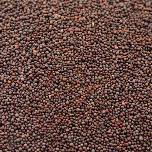 Mustard Seeds commodity image