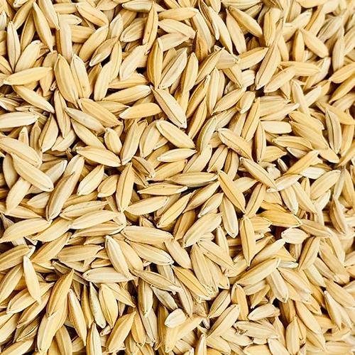 Paddy — commodity image
