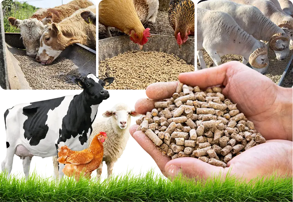 Livestock and animal feed pellets for feed manufacturers