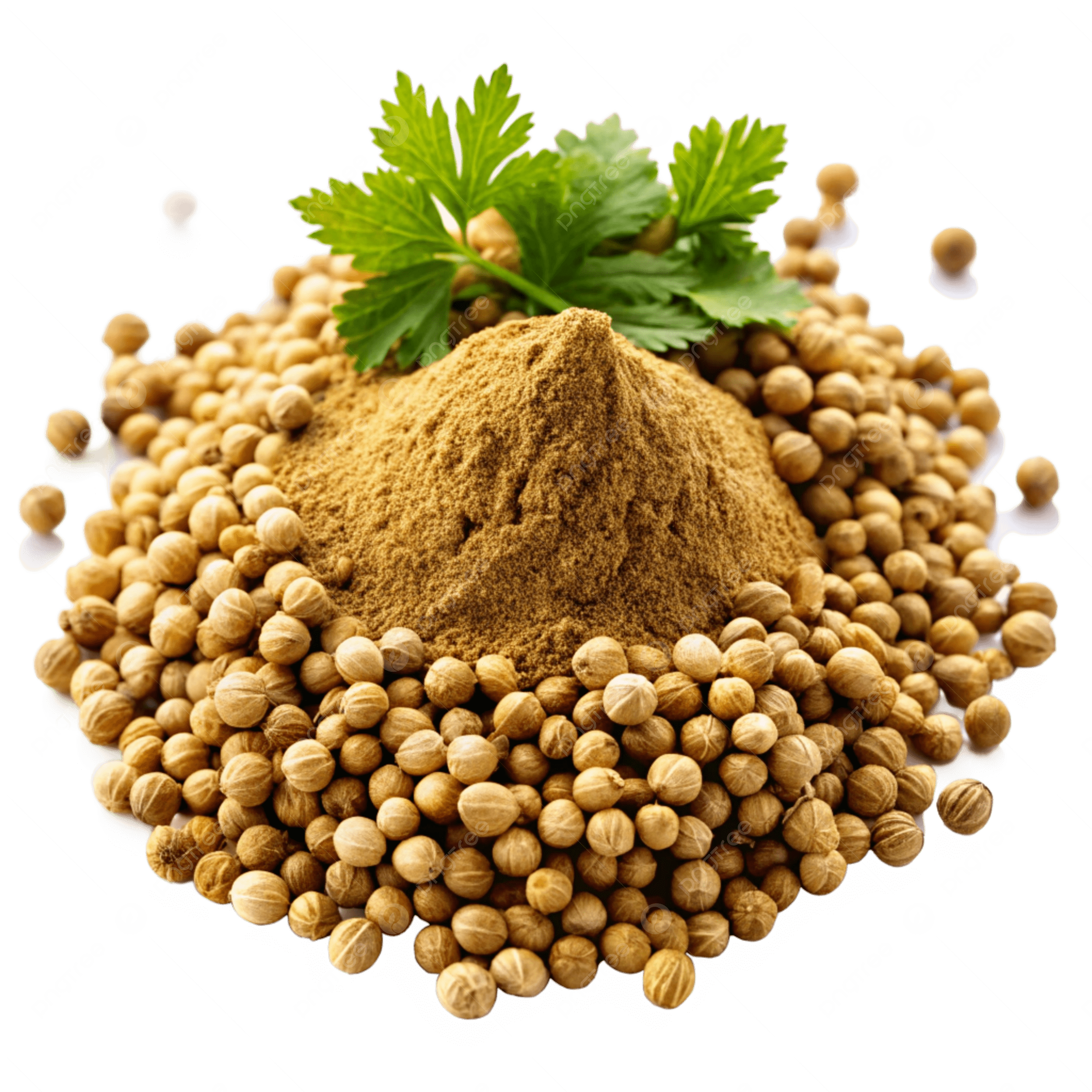 Coriander commodity image