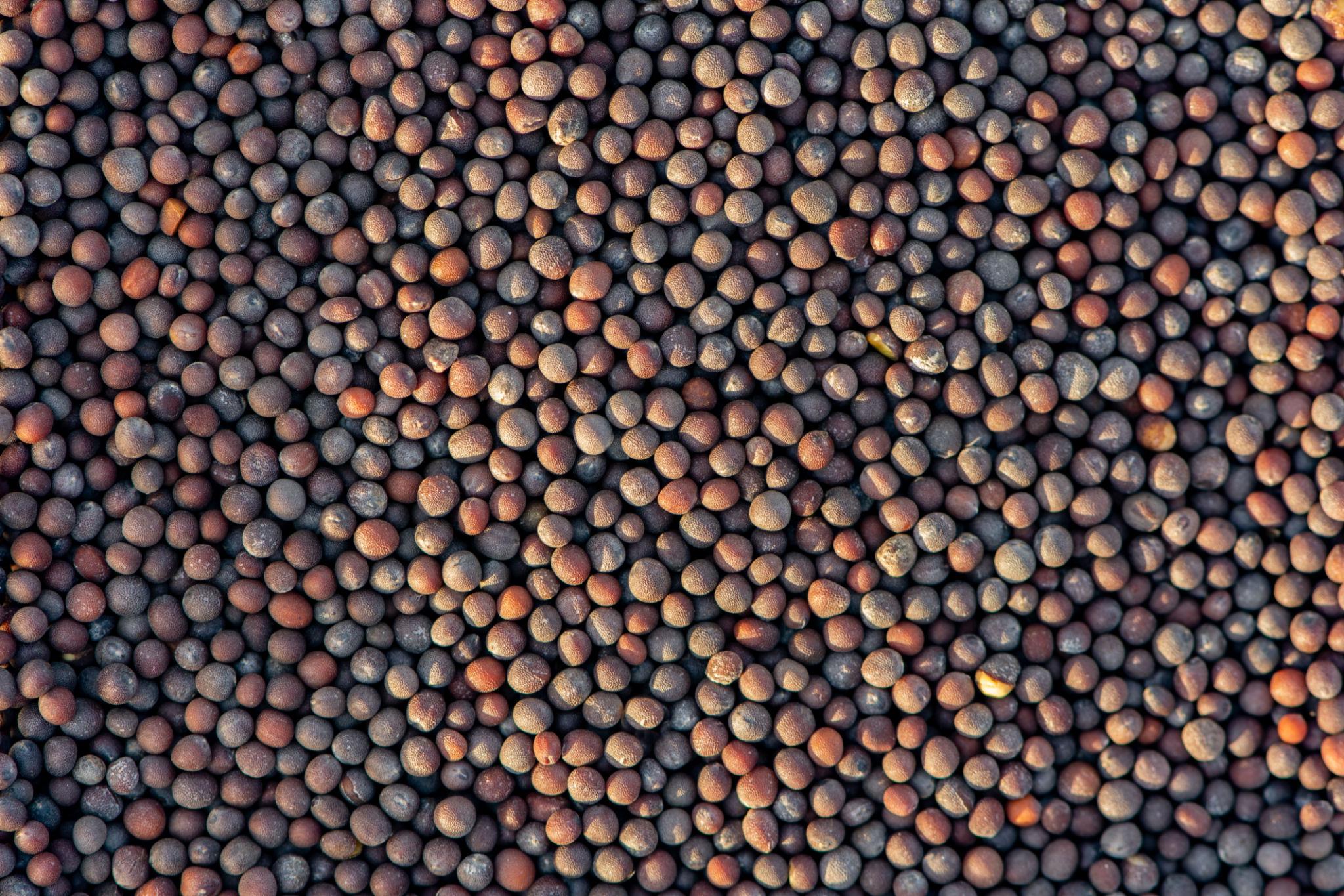 Mustard Seeds commodity image