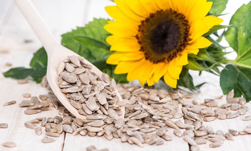 Sunflower Seeds commodity image