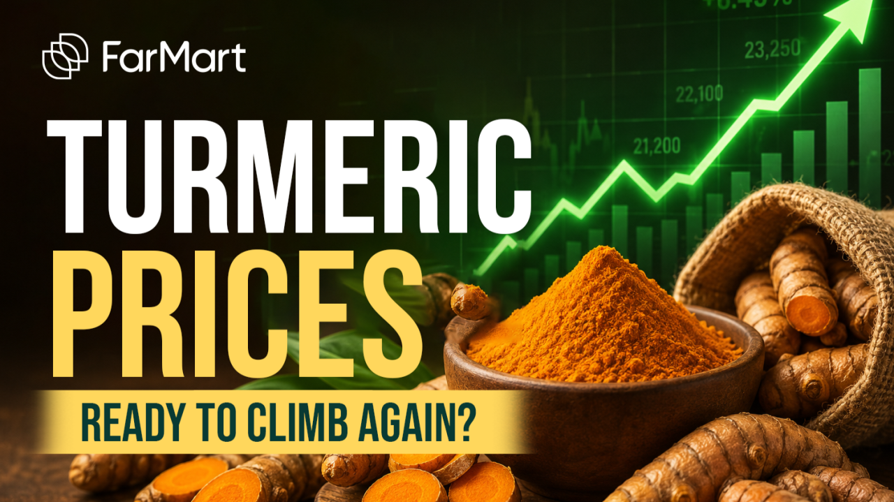 Market Watch | Turmeric | 21 Aug 2026 cover