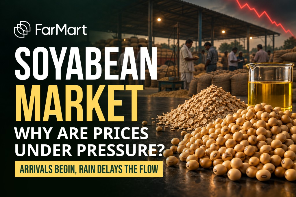 Soybean Market — Why are prices under pressure?